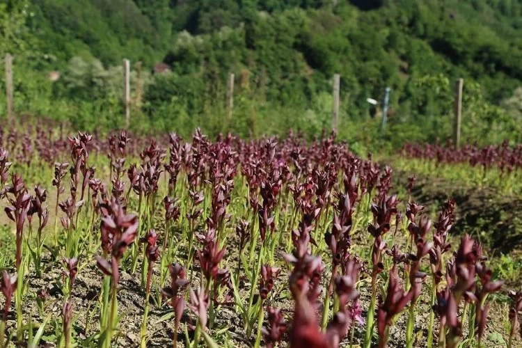 Salep üreten daha çok kazanıyor